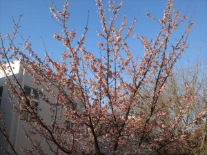 IMG_2695_R